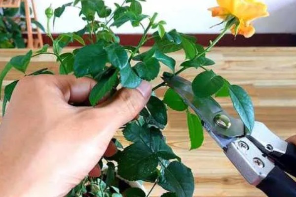 怎样养花，需要及时修剪植株的枯黄叶