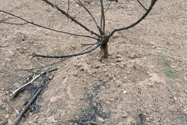 树苗发芽又枯萎的原因，被强光照射后会因水分流失而枯萎