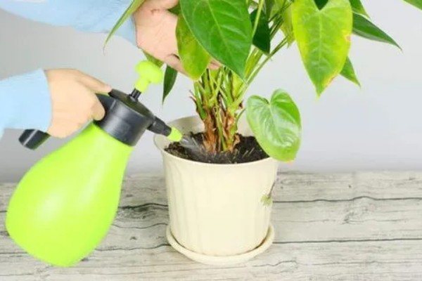 怎样养花，需要及时修剪植株的枯黄叶