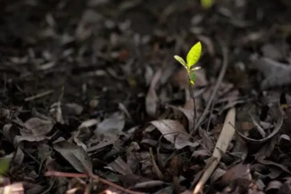 树苗发芽又枯萎的原因，被强光照射后会因水分流失而枯萎