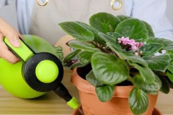 怎样养花，需要及时修剪植株的枯黄叶