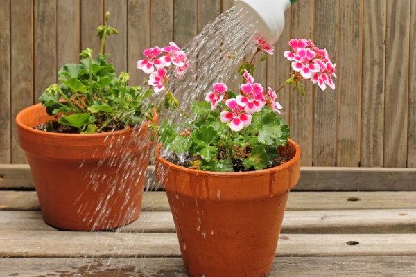 怎样养花，需要及时修剪植株的枯黄叶