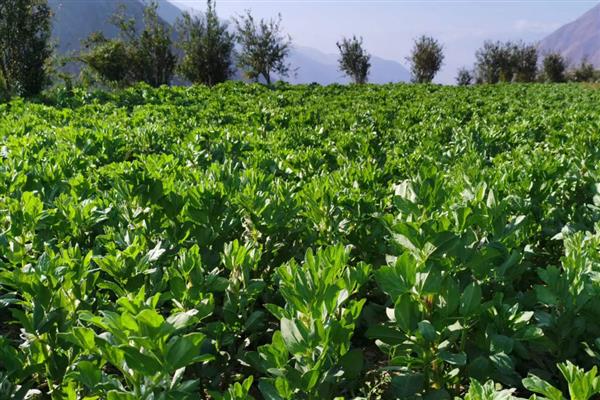 蚕豆适合哪些地区种植，适合种植在云南、四川、重庆等地