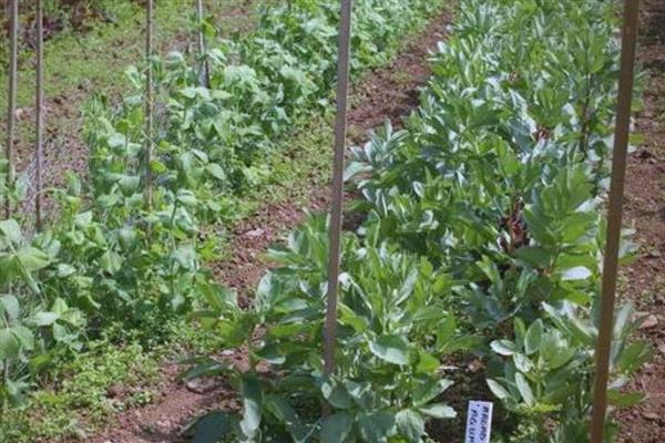 蚕豆适合哪些地区种植，适合种植在云南、四川、重庆等地