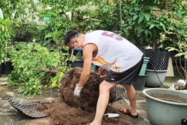 果树盆栽方法，盆土通常为中性