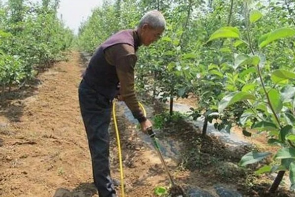 果树盆栽方法，盆土通常为中性