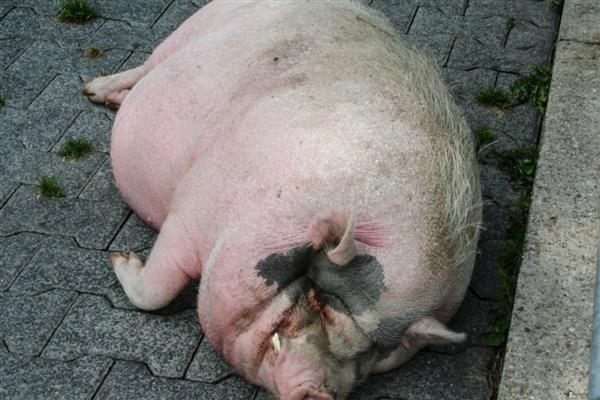母猪背上死皮的原因，免疫下降所致