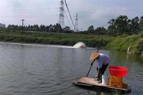 哪些淡水鱼比较好养，草鱼等品种的养殖难度不高