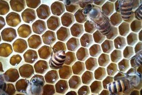 新蜂王出房后多长时间分蜂,新蜂王即将出台的当天分蜂