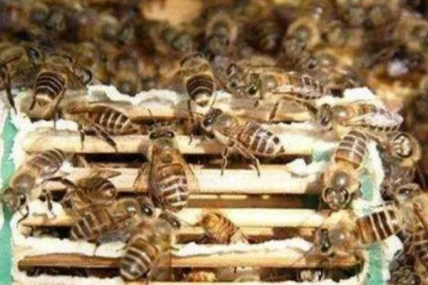 新蜂王出房后多长时间分蜂,新蜂王即将出台的当天分蜂