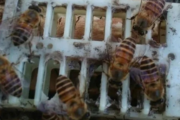 新蜂王出房后多长时间分蜂,新蜂王即将出台的当天分蜂