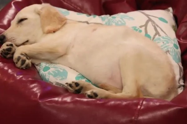 狗狗晚上不睡觉的原因，可能是没有安全感所致