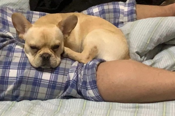 狗狗晚上不睡觉的原因，可能是没有安全感所致