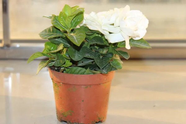 栀子花室内能养吗，栀子花可以养在室内