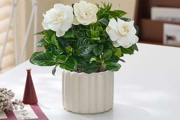 栀子花室内能养吗，栀子花可以养在室内