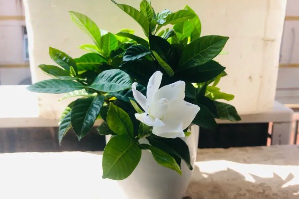 栀子花室内能养吗，栀子花可以养在室内