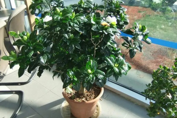 栀子花室内能养吗，栀子花可以养在室内