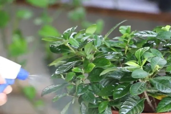 栀子花室内能养吗，栀子花可以养在室内