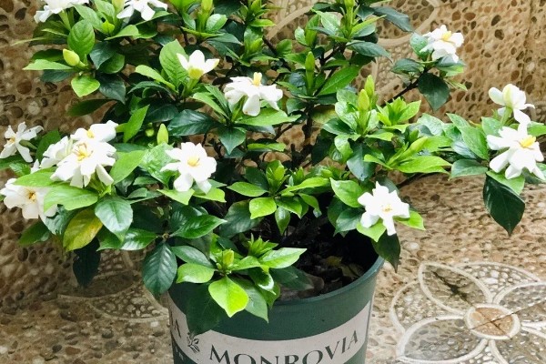 栀子花室内能养吗，栀子花可以养在室内