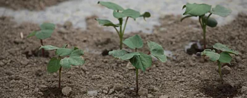 棉花苗期病害有哪些，可分为棉苗根病和叶病两大类