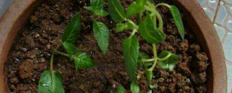 灯笼花幼苗怎么养殖，每隔半个月追施一次氮肥