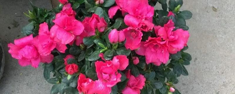 让杜鹃花更旺盛的方法，提供充足光照可增强长势