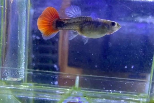孔雀鱼不加热能不能养，温度低的情况下需要加热