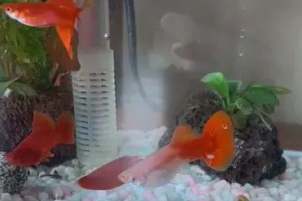 孔雀鱼不加热能不能养，温度低的情况下需要加热