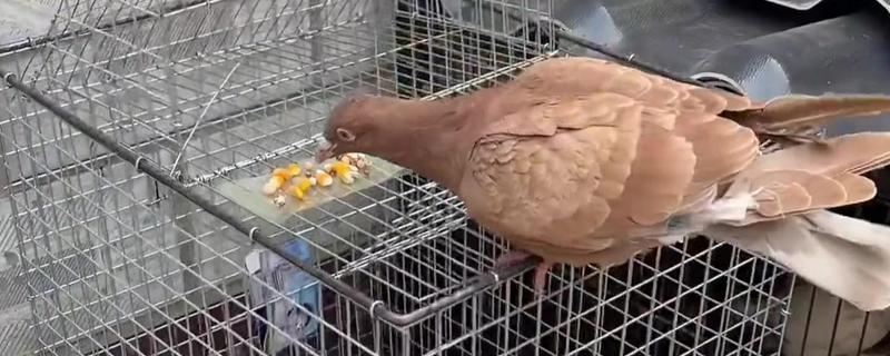 鸽子能养吗，鸽子当然可以饲养
