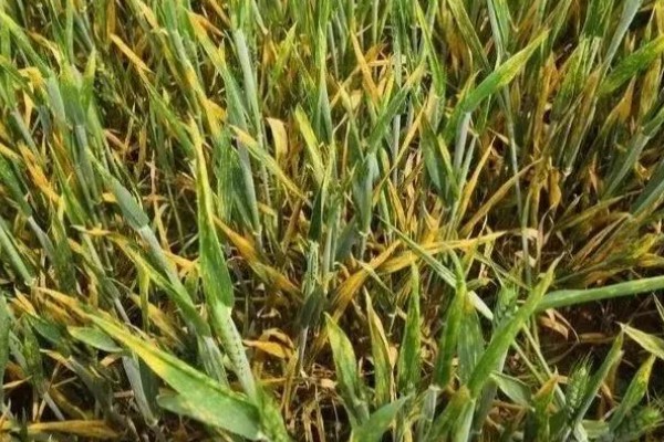 小麦赤霉病的症状分类，表现为苗腐、穗腐等