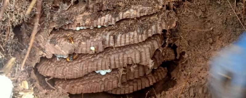 虎头蜂的蜂巢一般在哪，筑于地下土洞中或树洞中