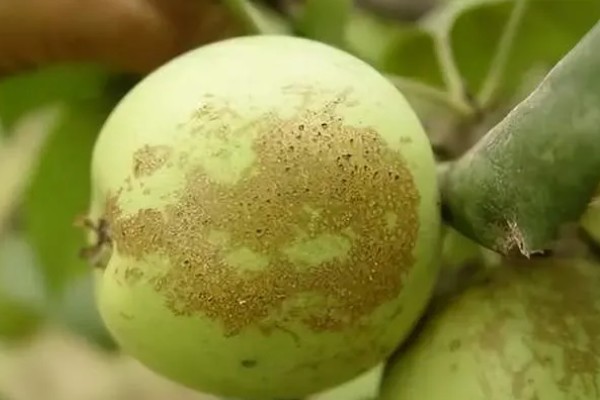 苹果果锈病的症状，果实表面产生类似金属锈状的木栓层