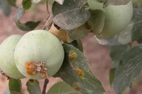 苹果果锈病的症状，果实表面产生类似金属锈状的木栓层
