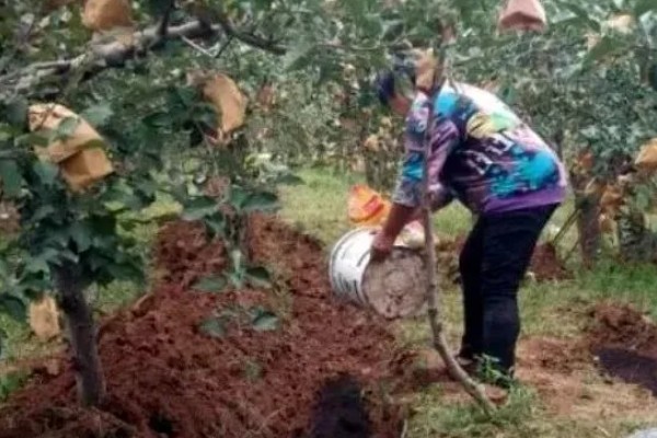 苹果果锈病的症状，果实表面产生类似金属锈状的木栓层