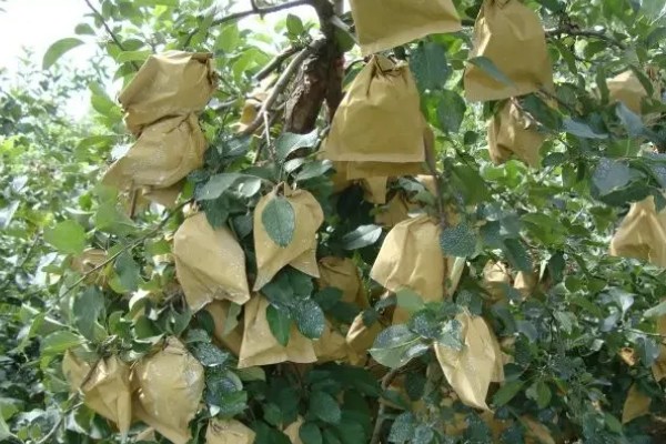 苹果果锈病的症状，果实表面产生类似金属锈状的木栓层