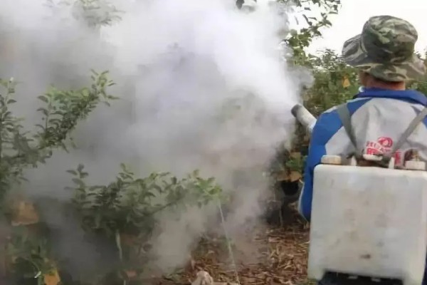 苹果果锈病的症状，果实表面产生类似金属锈状的木栓层