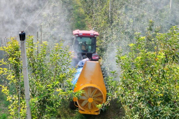 苹果果锈病的症状，果实表面产生类似金属锈状的木栓层