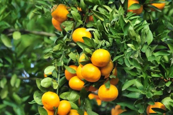 湖北适合种植哪些水果，推荐柑橘、桃等