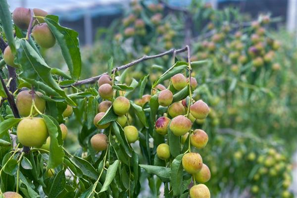 湖北适合种植哪些水果，推荐柑橘、桃等