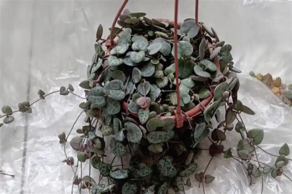 爱之蔓的球根如何处理，养殖期间不要随意触碰