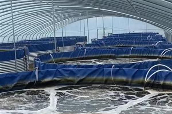 南美对虾的大棚养殖技术优势，对生长速度控制得更好