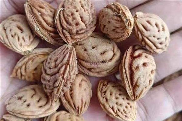 水蜜桃种子的种植方式，选择健康品种的水蜜桃种子