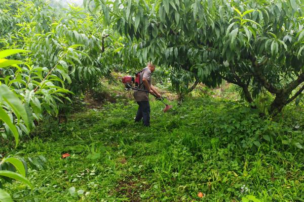 水蜜桃种子的种植方式，选择健康品种的水蜜桃种子