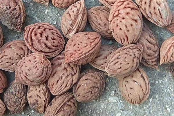 水蜜桃种子的种植方式，选择健康品种的水蜜桃种子