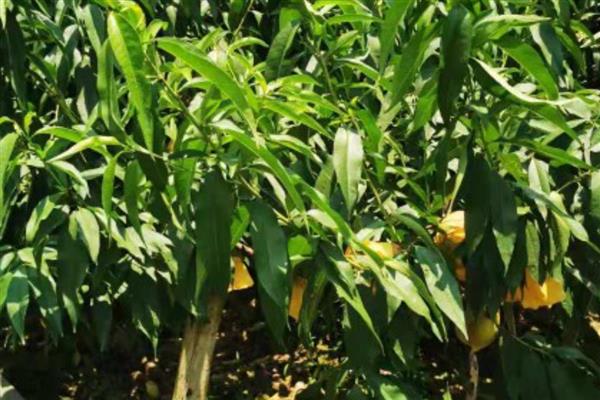 水蜜桃种子的种植方式，选择健康品种的水蜜桃种子