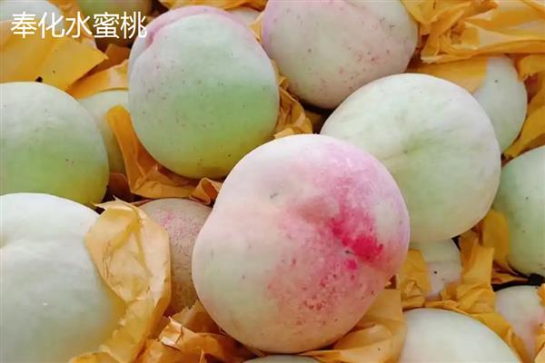 水蜜桃种子的种植方式，选择健康品种的水蜜桃种子