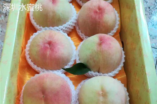 水蜜桃种子的种植方式，选择健康品种的水蜜桃种子