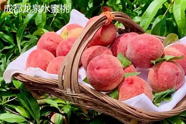 水蜜桃种子的种植方式，选择健康品种的水蜜桃种子