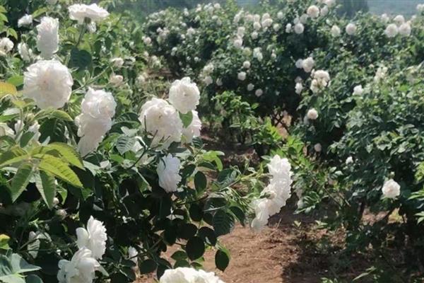 白玫瑰的寓意是什么，寓意高贵优雅、纯情浪漫等