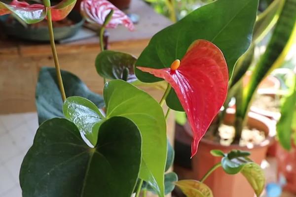 红掌怎么催花，喷施磷酸二氢钾有助于孕蕾开花